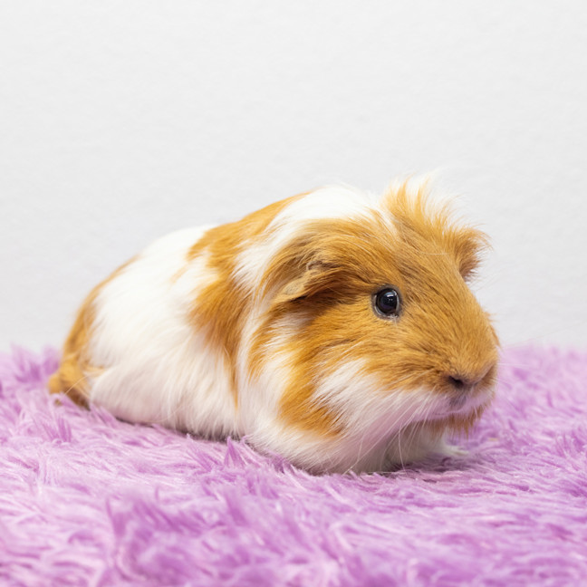Photo of Chauncey