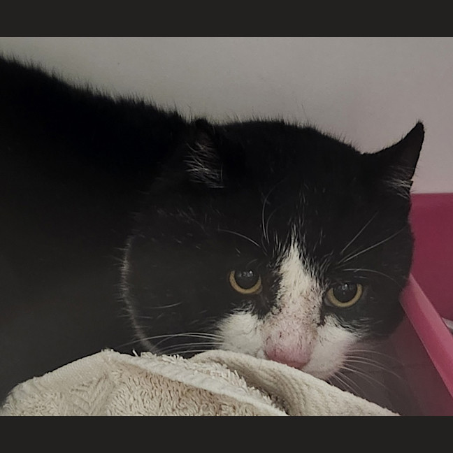 Photo of Pingu Dwelly 