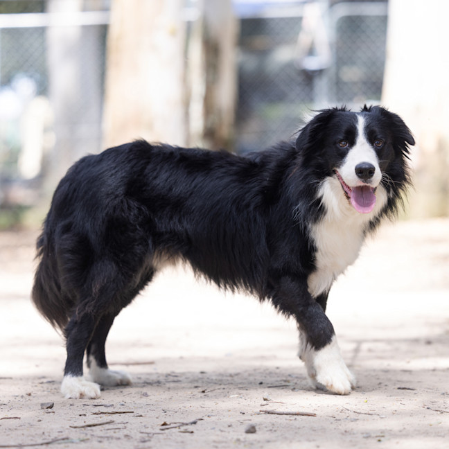Photo of Kora