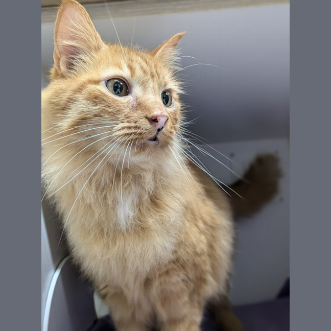 Photo of 🧉 Marmalade 5365 🧉