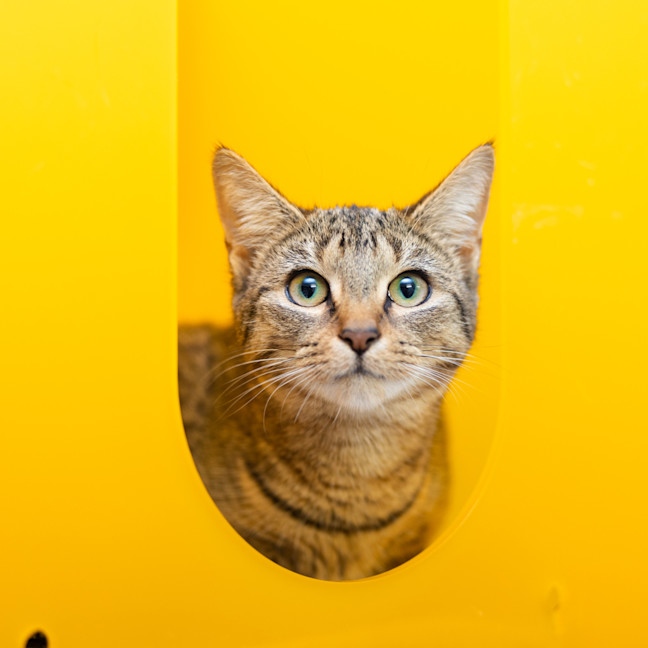 Photo of Mystique (Previously Alba)