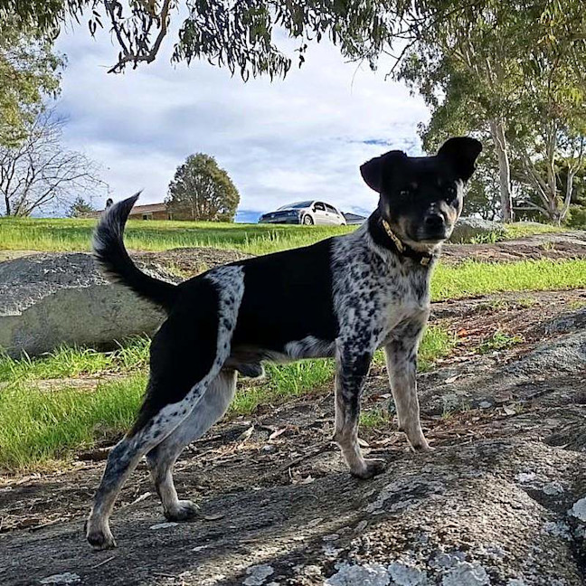 Photo of Pongo