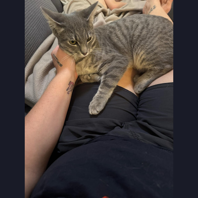 Photo of Cupcake And Muffin 