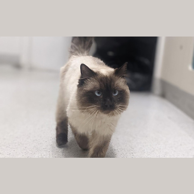 Photo of Sir Handsome Cheeks