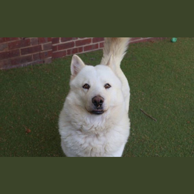 Photo of Luna