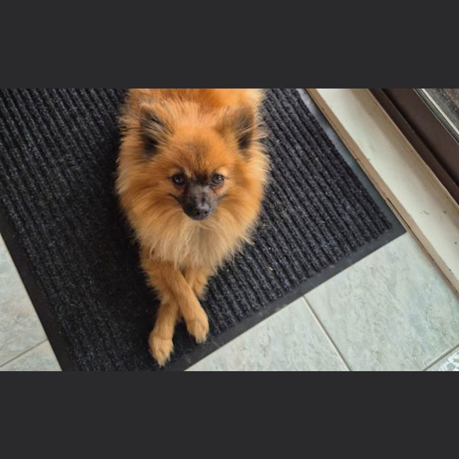 Photo of Gizmo