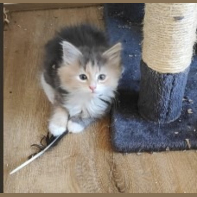 Photo of Maple