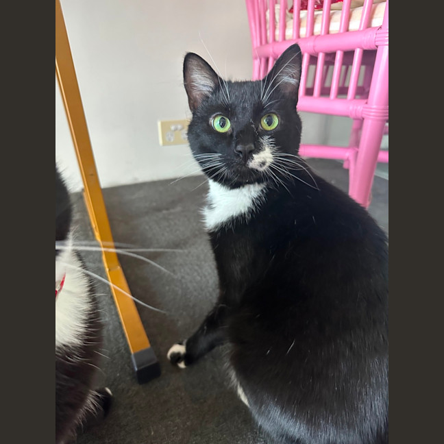 Photo of Lord Purrington 🙌🔥