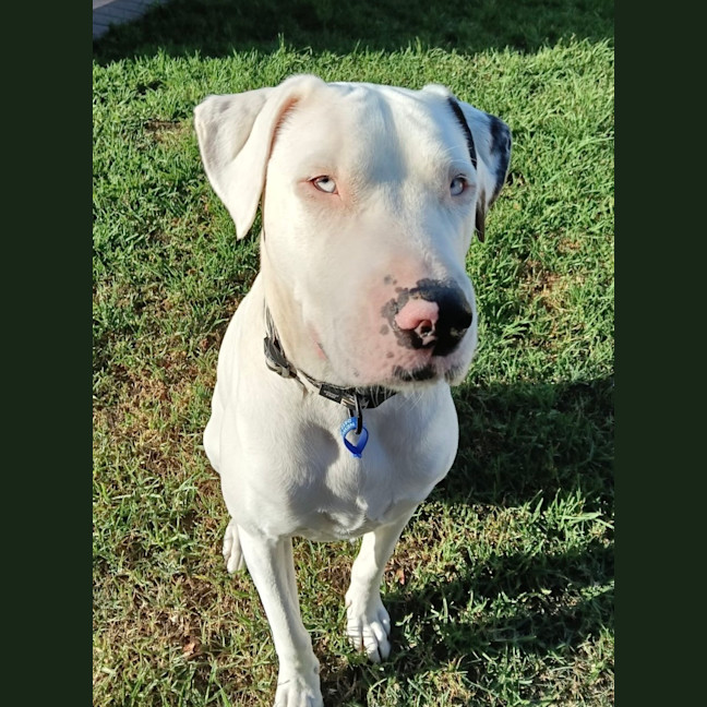 Photo of Scarlet   4 Year Old Bullmastiff