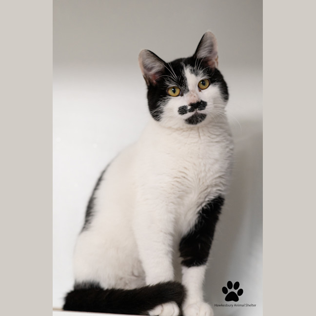 Photo of Toby