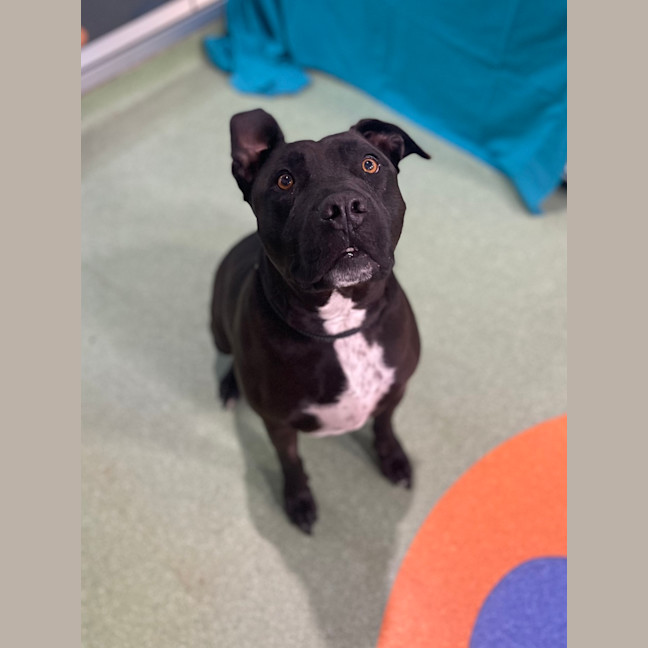 Photo of Tank