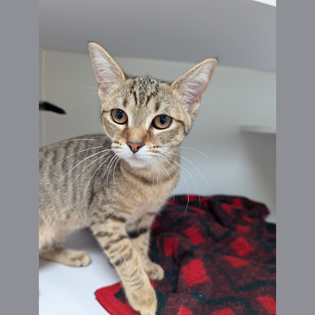 Photo of Jitterbug