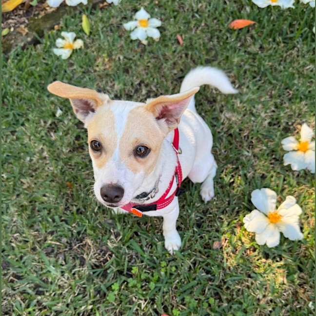Photo of Birdie   6 Month Old Fox Terrier