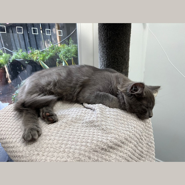 Photo of Wolfie