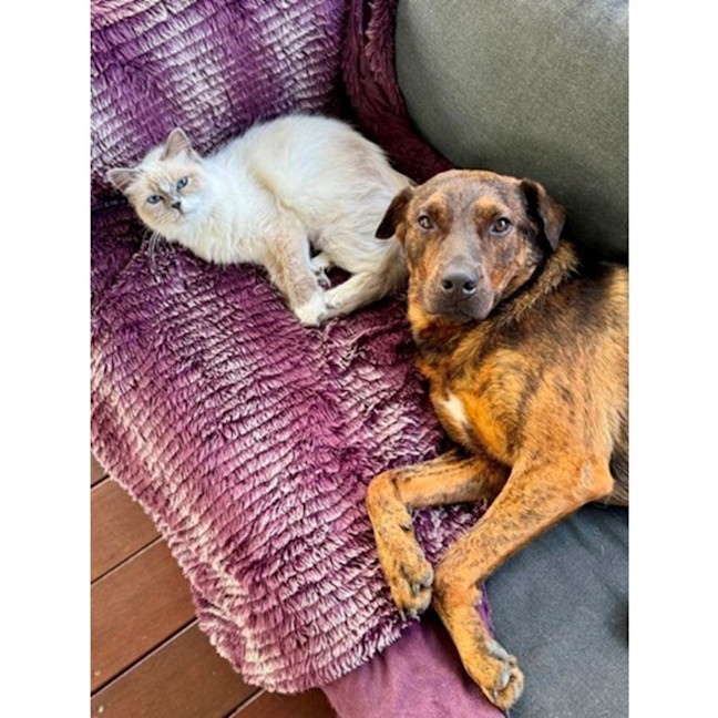 Photo of Dexter *$250 Adoption Fee*