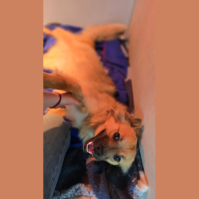 Photo of Ace