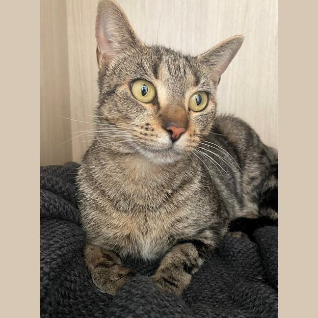 Photo of C1442 Phoebe