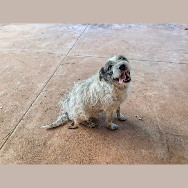 Photo of Scamp
