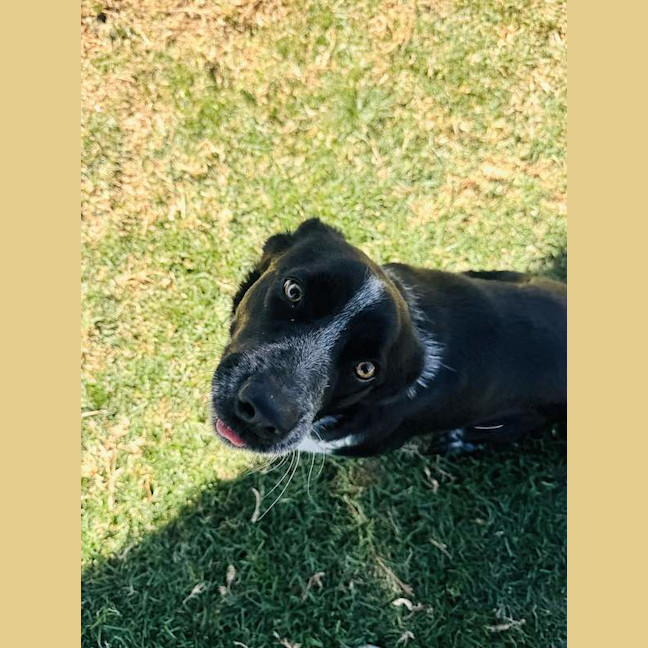 Photo of Tonka