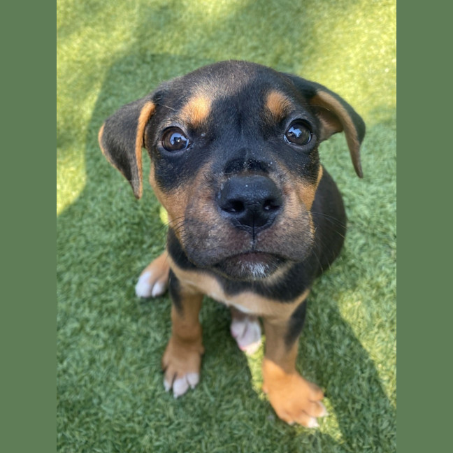 Photo of D1196 Wallace