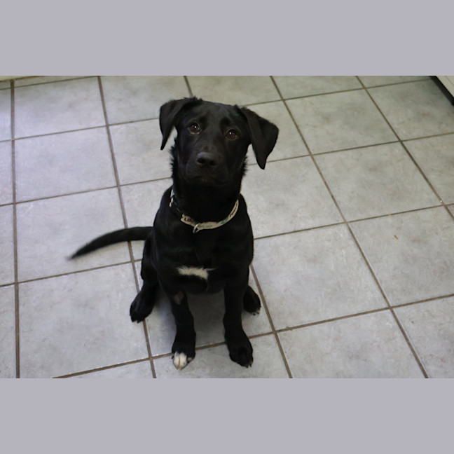 Photo of Humphrey