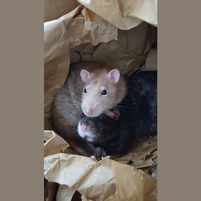 Photo of Banjo / Patterson