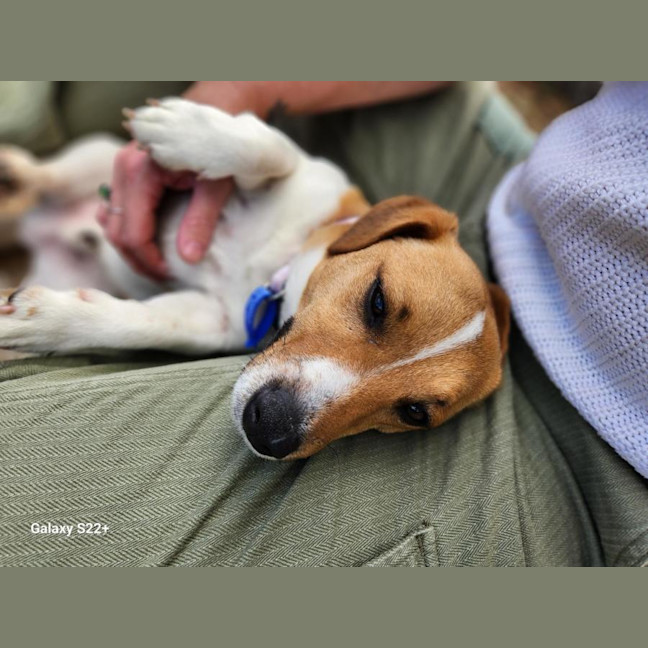Photo of Snuggles   11 Month Old Jack Russell 