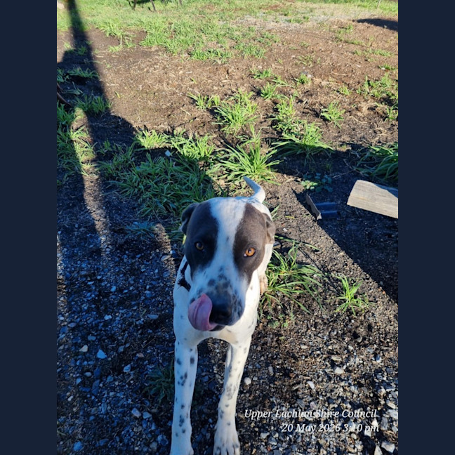Photo of Pongo