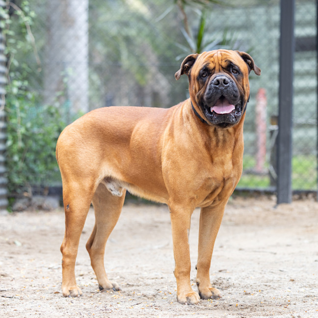 Photo of Odin
