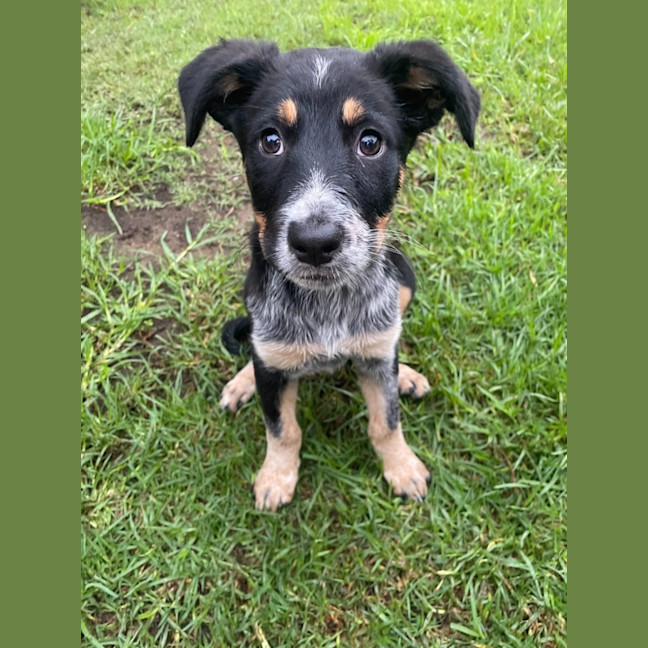 Photo of Chilly