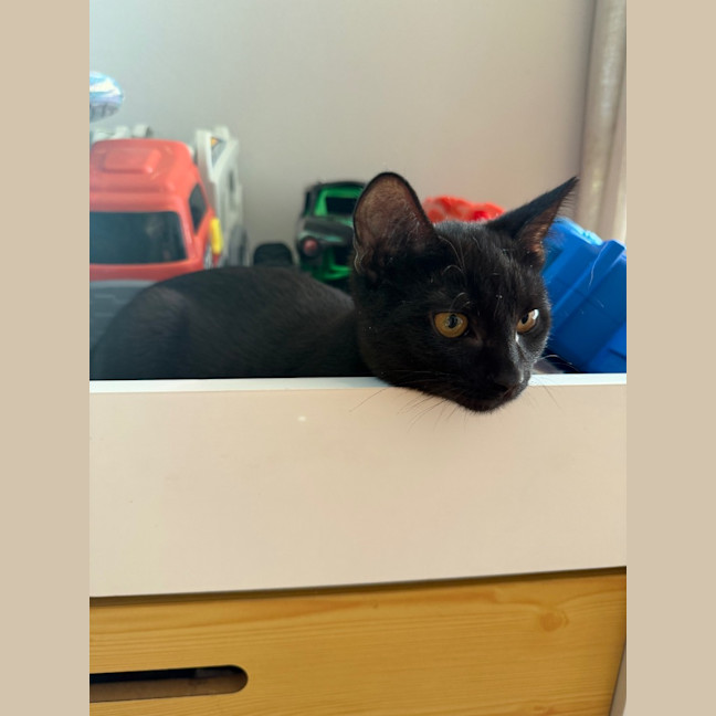 Photo of Ash