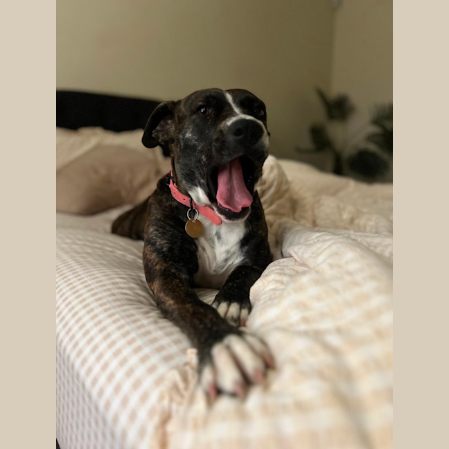 Photo of Darcee Cameron