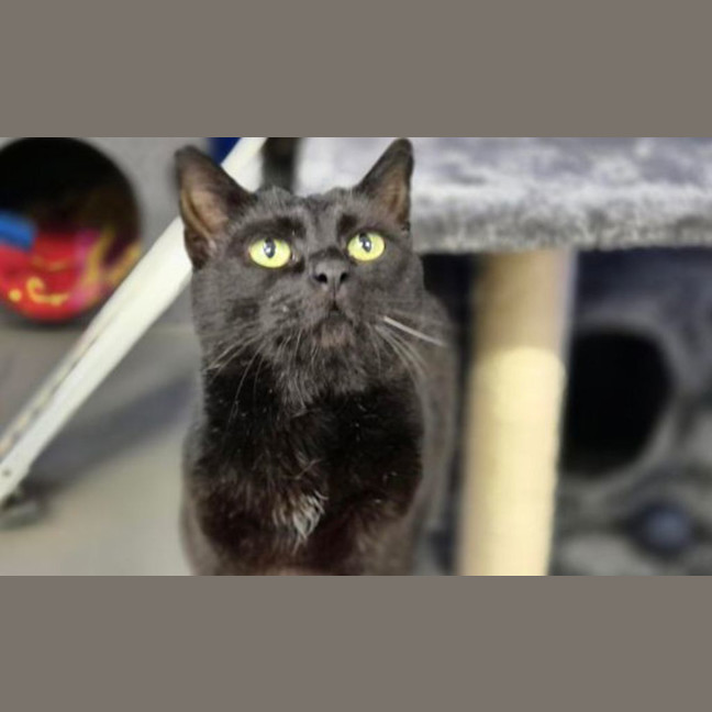 Photo of Midnight