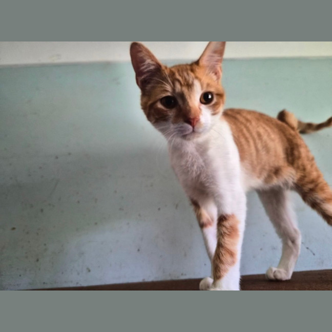 Photo of Chilli