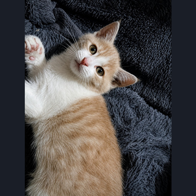 Photo of Cleo