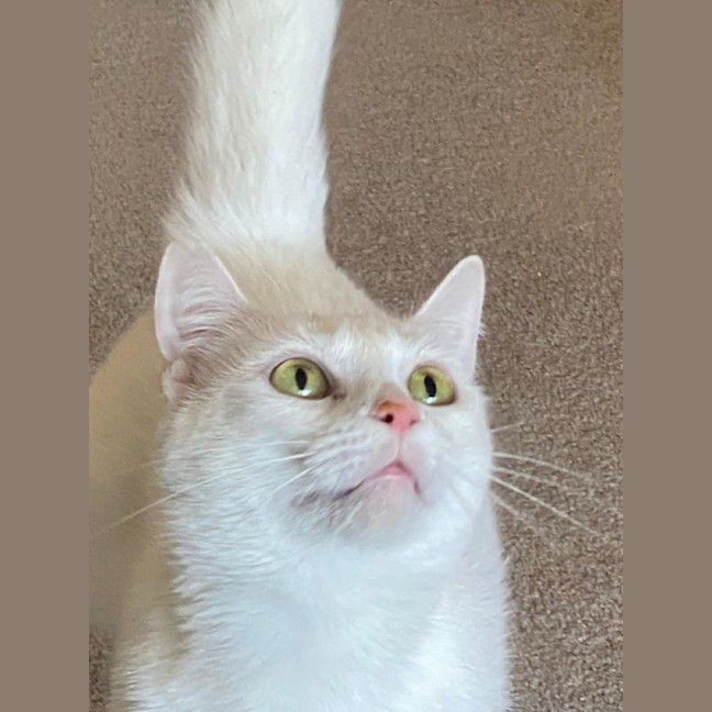 Photo of Snow White