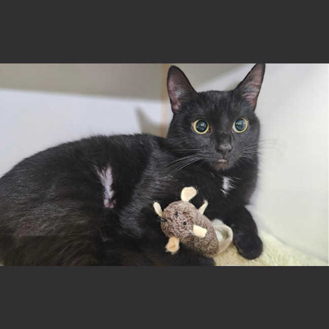 Photo of Midnight