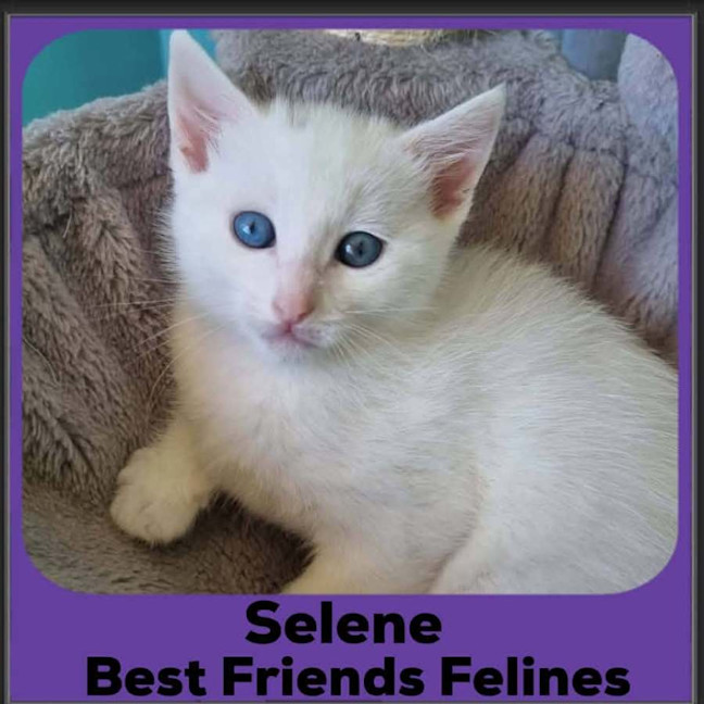 Photo of Selene