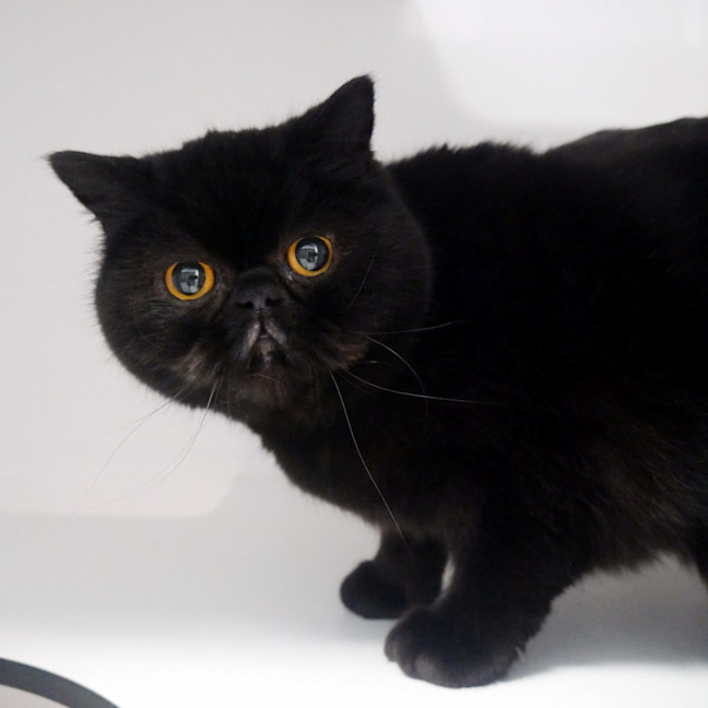 Photo of Chapo Sua012921