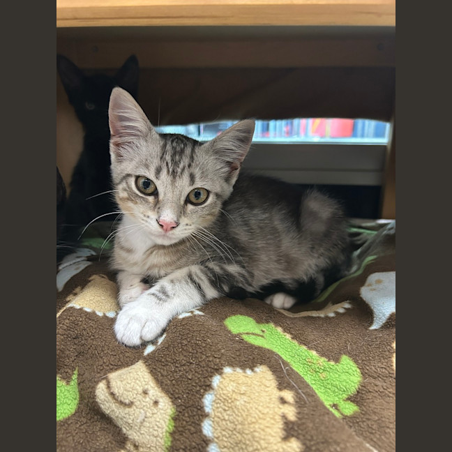 Photo of Sugar