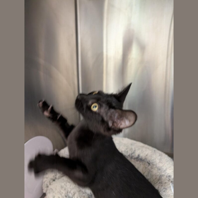 Photo of Earnest