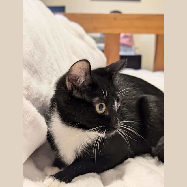 Photo of Felix