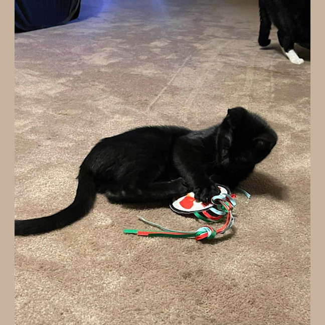 Photo of South   Meet Me At The Adoption Day 28/2