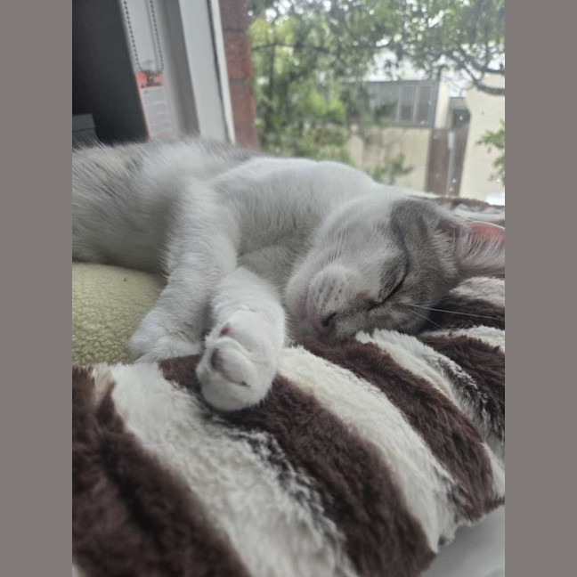 Photo of Rocket