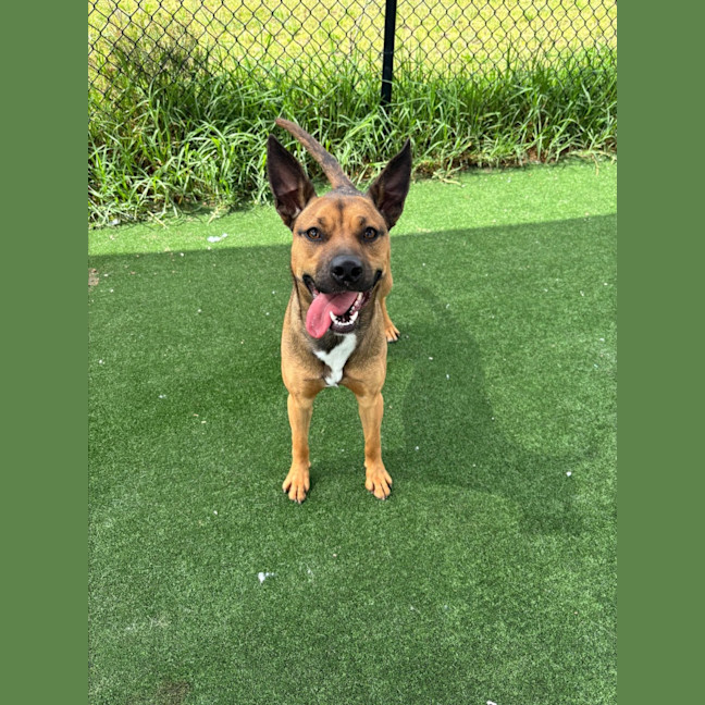 Photo of Brownie Imp 2126