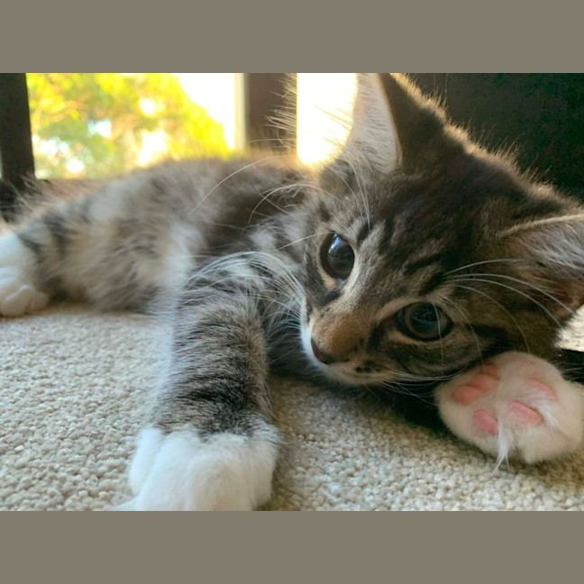 Photo of Socks & Mushroom