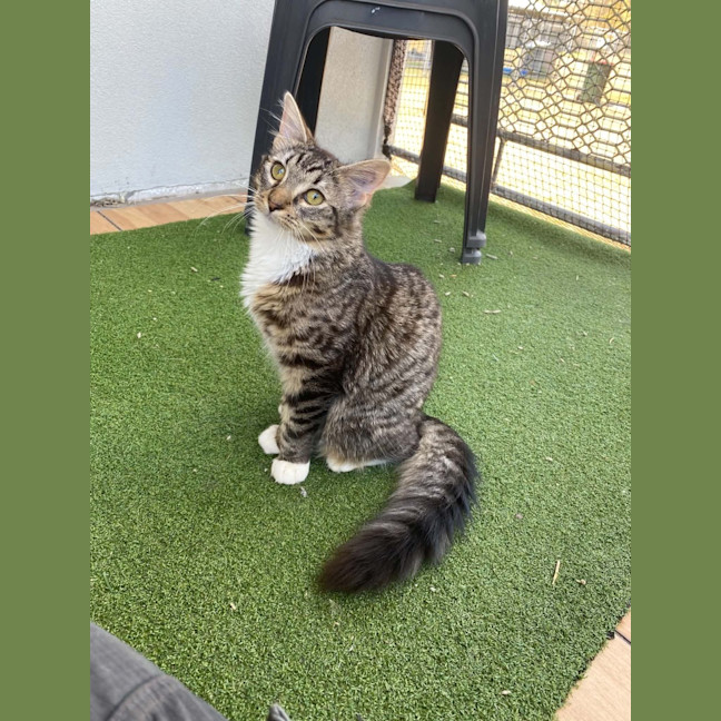 Photo of Mittens