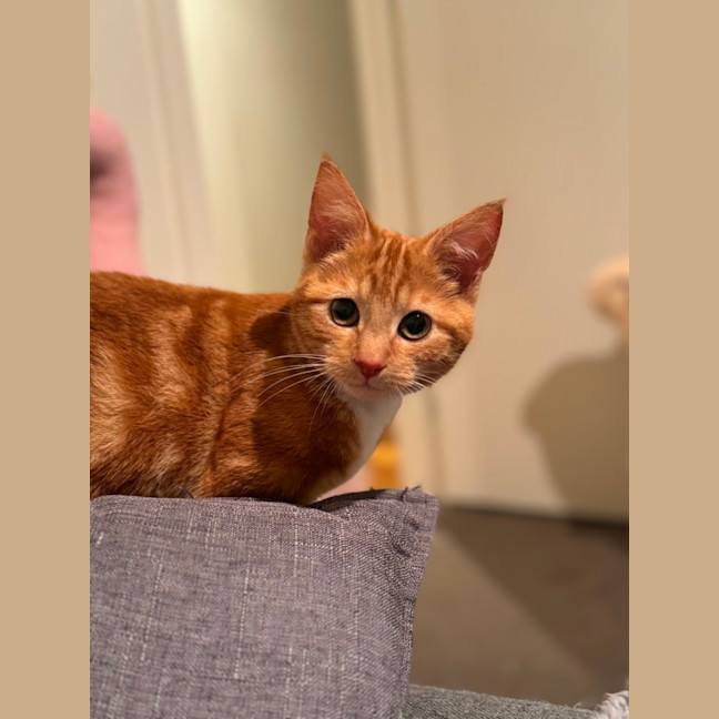 Photo of Cedar And Cypress