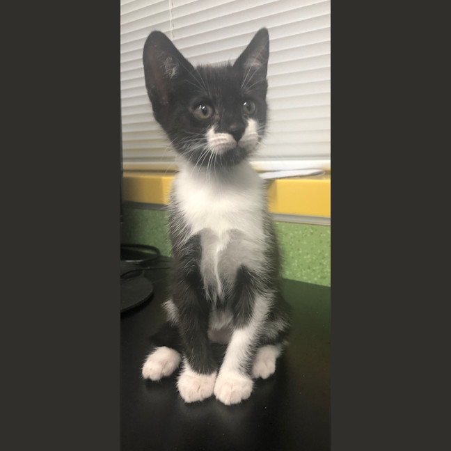 Photo of Tilly