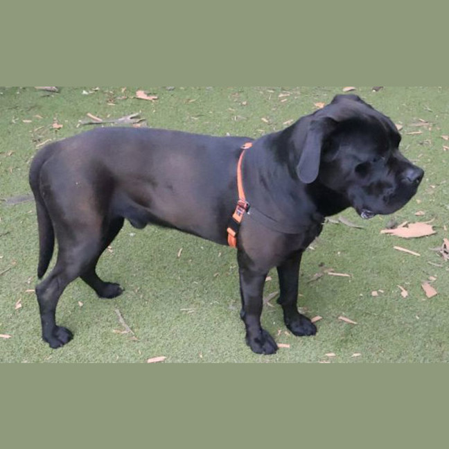 Photo of Oscar